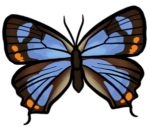 Judy B Wagnon - Colorado Butterfly Illustration